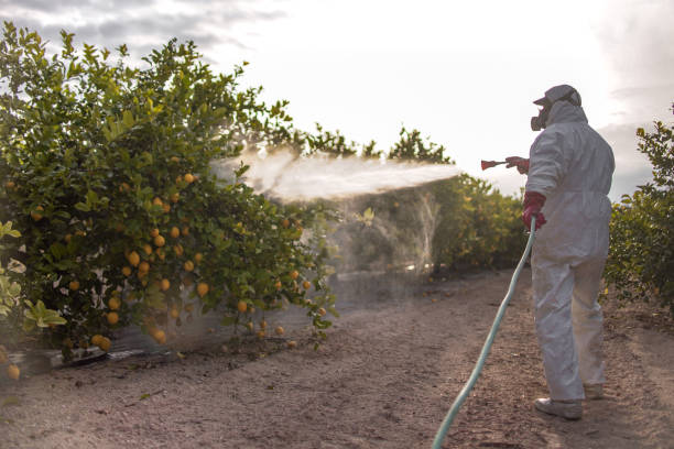 Best Wasp Removal Services  in Chanute, KS