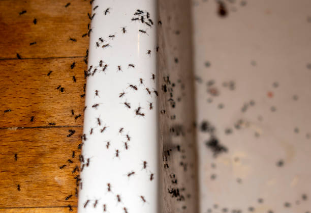 Best Pest Removal Services  in Chanute, KS