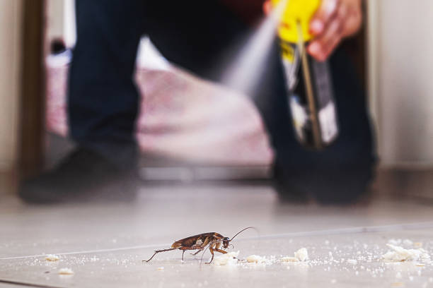 Best Termite Control Services  in Chanute, KS