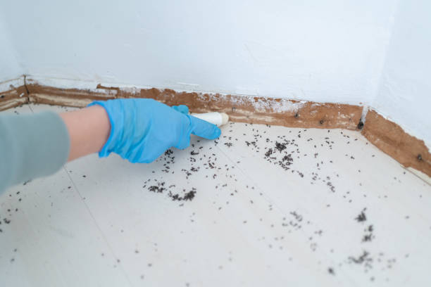 Best Emergency Pest Control  in Chanute, KS
